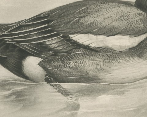 Wigeon Drake Swimming, Plate CLXXIX after Lilian Medland, c. 1909, close-up 2