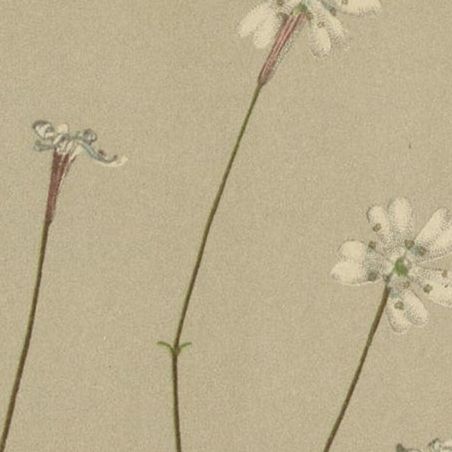 Antique Botany Print of The Bistorta Vivipara by Palla, 1897, close-up 1