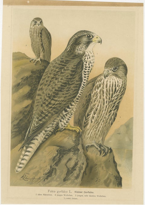 Birds of Prey, Complete Set of 10 Chromolithographs, Eagles & Falcons c1890, view 10