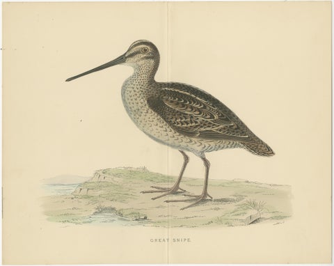 Set of 2 Antique Prints of a Woodcock and Great Snipe, 'with Centre Fold', view 3