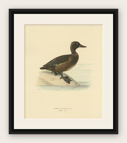 Quietude by the Shore: Female Tufted Duck by Magnus von Wright, 1929, shown framed