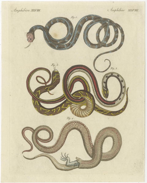 Antique Print of various Snakes including the Buff Striped Keelback Snake, 1800, view 2