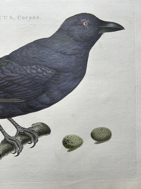 Carrion Crow with Eggs, Hand-Coloured Engraving from Nozeman, 1797, view 4