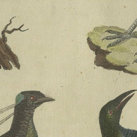 Exotic Birds: Hornbill, Lyrebird, and Glossy Starling Engraved by Bertuch, 1805, close-up 5