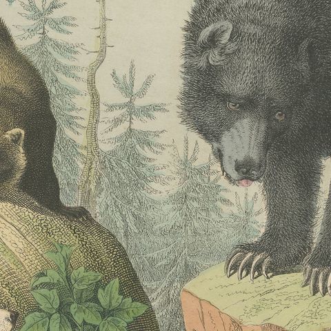 Antique Grizzly and Black Bear Print with Wolf, Fox and Raccoon, circa 1890, close-up 6