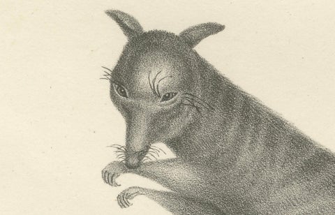 19th-Century Lithograph of a Rust-Colored Phalanger and Striped Kangaroo, close-up 2