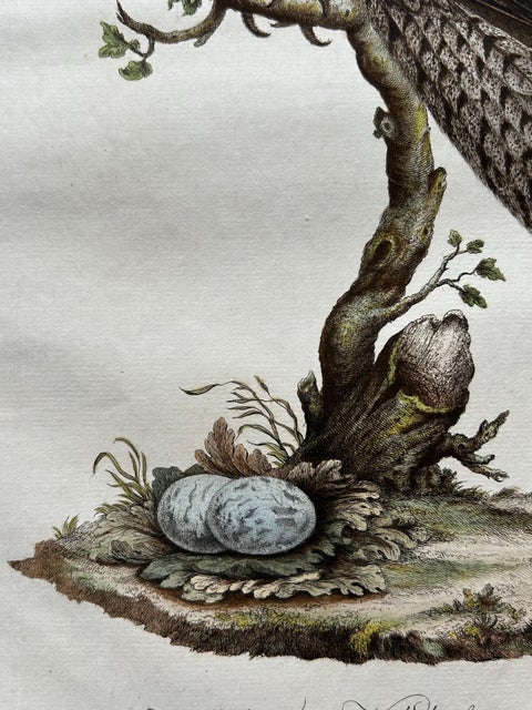 Antique Bird Print, Common Nightjar Caprimulgus by Nozeman & Sepp, 1770, view 7