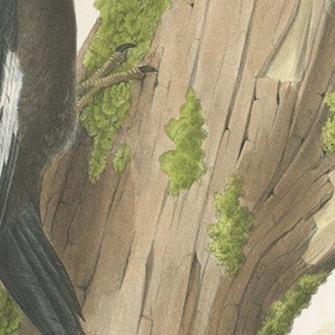 Antique Hand-Colored Print of North American White-Headed Woodpecker Birds, 1869, close-up 2