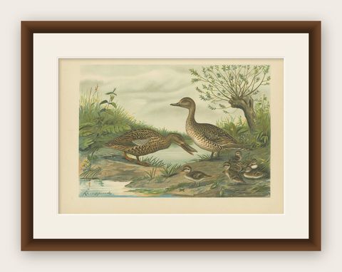 Mallard Duck Family, Antique Bird Chromolithograph with Ducklings c.1880, shown framed