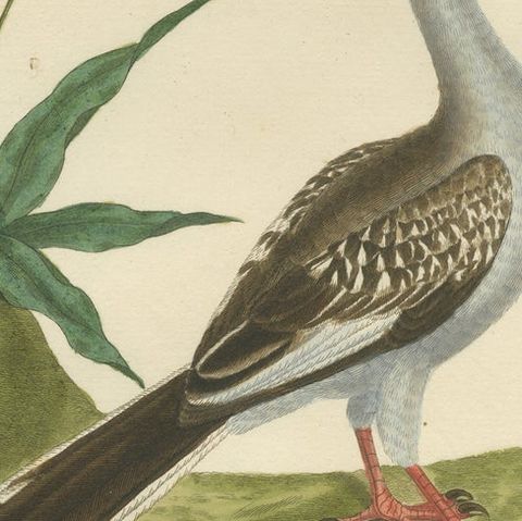 Original Antique Hand-Colored Engraving of the Red-billed Hornbill, circa 1770, close-up 6