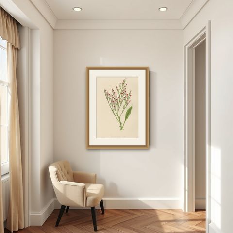 Alpine Botanical Lithograph of Dwarf Hoary Sea-lavender, 1874, shown framed in a room