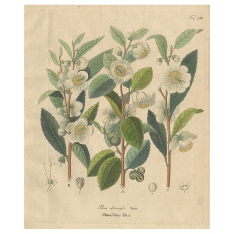 Antique Botanical Print of Thea Chinensis, Hand Colored, c.1831