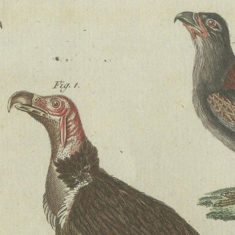Majestic Scavengers: Hand-Colored Engraving of Vultures and Birds of Prey, 1805, close-up 5