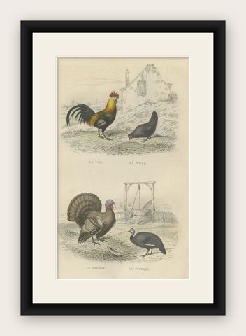 Antique Bird Print of a Rooster, Hen, Turkey & Guinea Fowl, 1841, shown framed