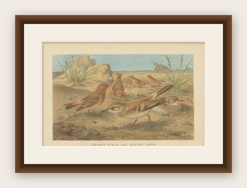 Antique Bird Print of a Desert Finch and Desert Lark by Lydekker, 1895, shown framed