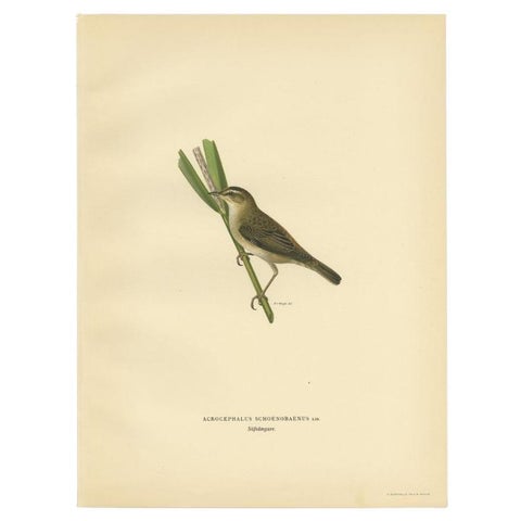 Antique Bird Print of the Sedge Warbler, 1927