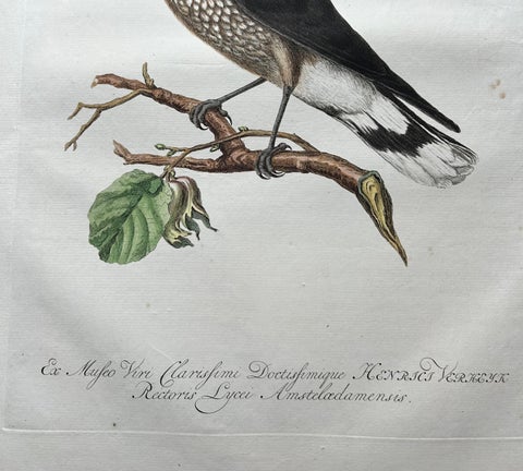 Spotted Nutcracker, Antique Bird Engraving by Nozeman and Sepp, 1770, view 9
