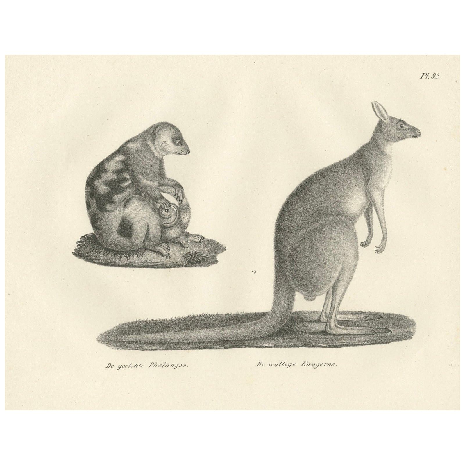 19th-Century Lithograph of a Spotted Phalanger and Woolly Kangaroo of Australia