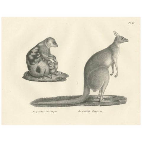 19th-Century Lithograph of a Spotted Phalanger and Woolly Kangaroo of Australia