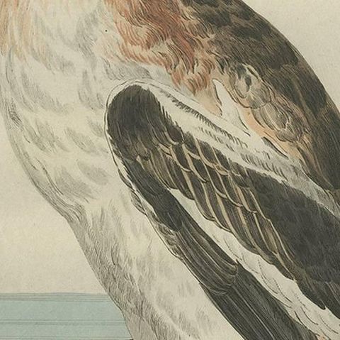 Antique Bird Print of the Great Crested Grebe by Sepp & Nozeman, 1789, close-up 2
