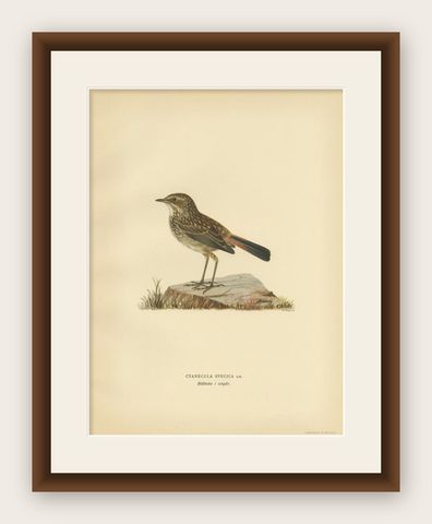 Antique Bird Print of the Bluethroat by Von Wright, 1927, shown framed