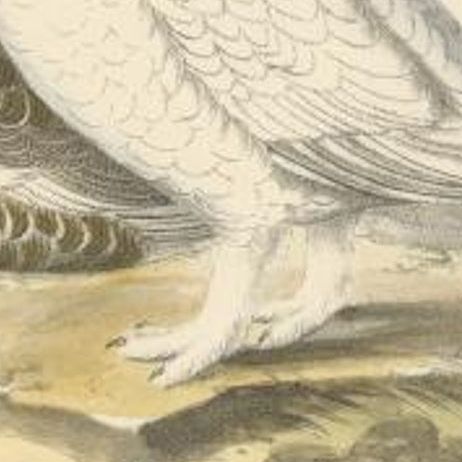 Antique Bird Print of the Rock Ptarmigan, C.1840, close-up 2