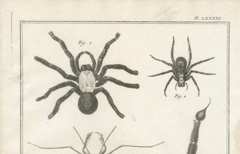 Antique Engraving of Spiders, Centipede and Scorpion by Diderot, ca.1770, close-up 1