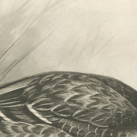 Duck and Duckling, Antique Bird Print after Lilian Medland, circa 1909, close-up 2
