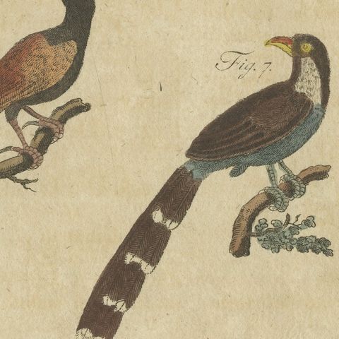Eight Cuckoos from Around the World, Antique Bertuch Print, circa 1805, close-up 4