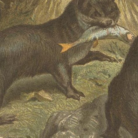 Antique Print of Otters by Brehm 'c.1890', close-up 1