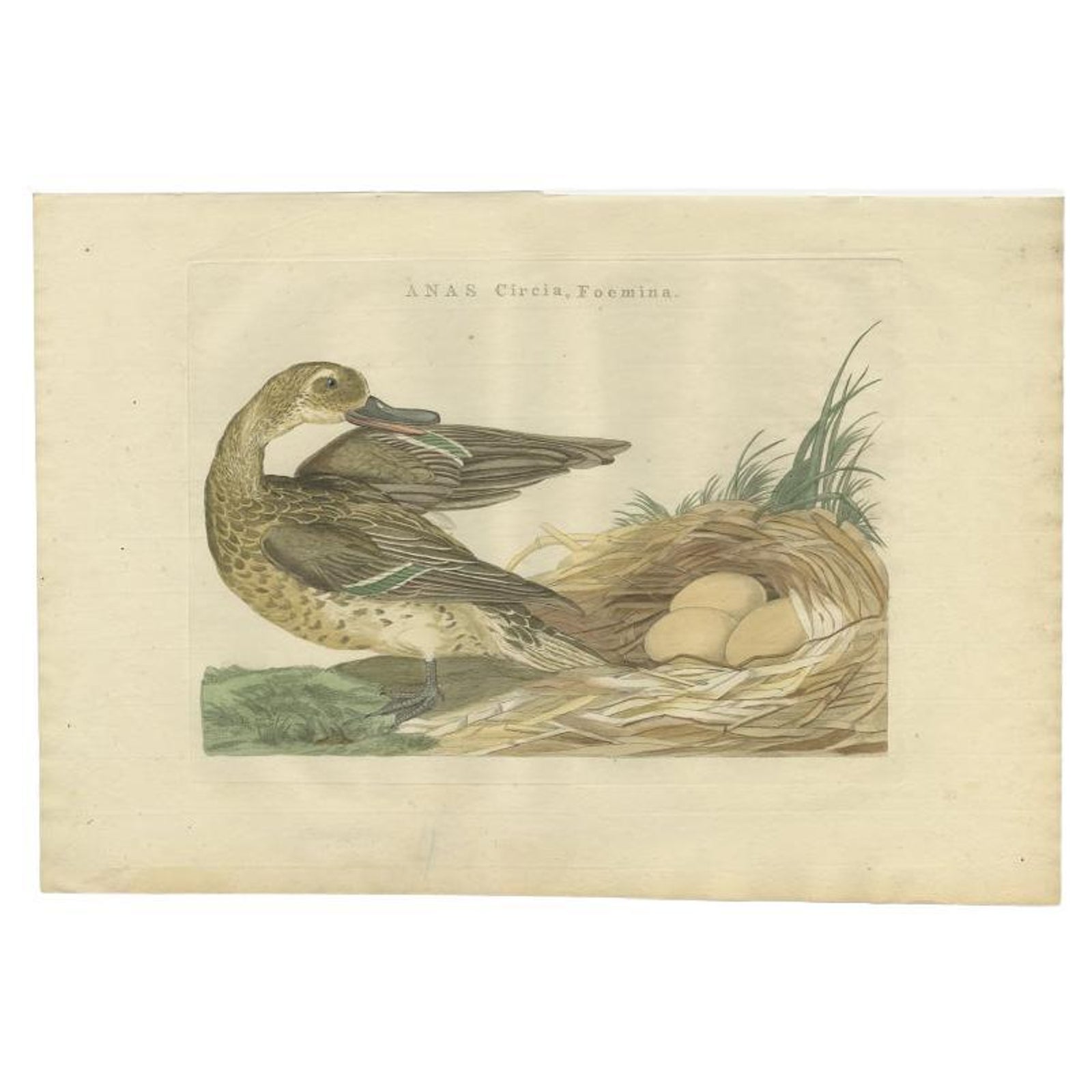 Antique Bird Print of a Female Garganey Duck by Sepp & Nozeman, 1789