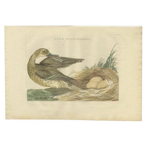 Antique Bird Print of a Female Garganey Duck by Sepp & Nozeman, 1789