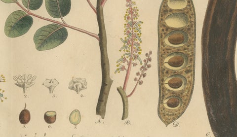 Antique Carob Botanical Print, Ceratonia Siliqua, Hand Colored, c.1831, close-up 3