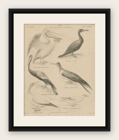 Antique Print of the Common Pelican, Cormorant and Other Birds, 1840, shown framed