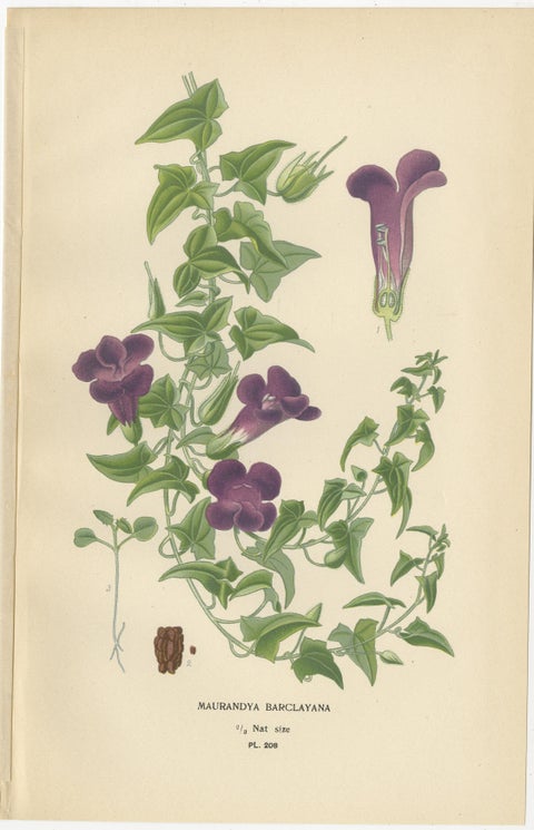 1897 Botanical Prints, Purple Toadflax and Maurandya Barclayana, view 3