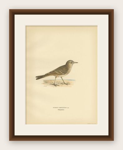 Beautiful Antique Bird Print of the Tawny Pipit, 1927, shown framed