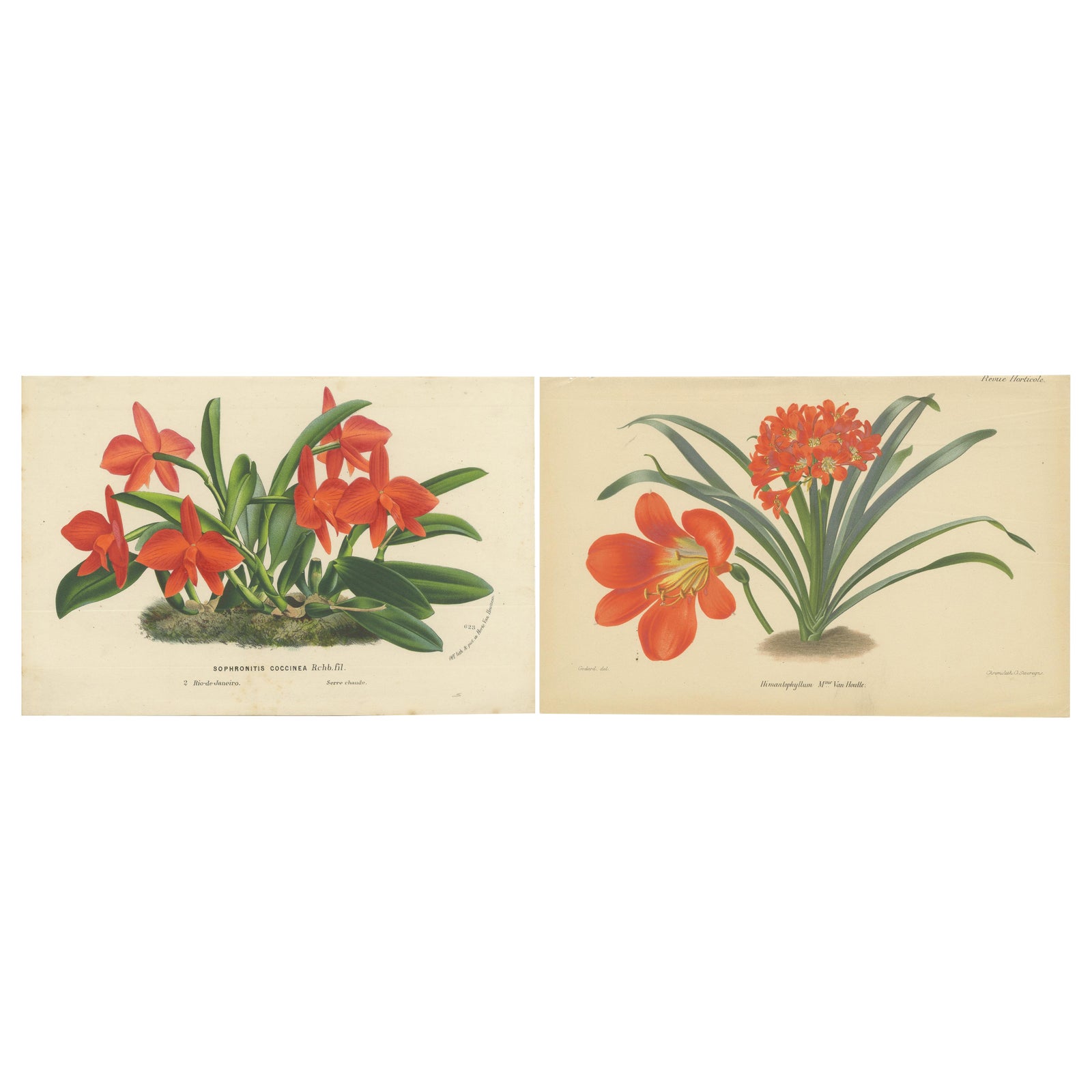 Vibrant Orchid and Clivia: A Botanical Duo from Van Houtte's Collection, c.1875