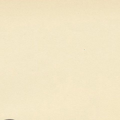 Antique Bird Print of the Little Gull, Published in Sweden in 1929, close-up 1