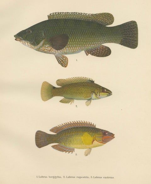 Colorful Scandinavian Wrasse Trio - Stunning Hand-Coloured Fish Lithograph, 1895, close-up 1