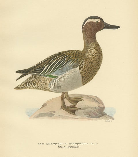 Antique Bird Print of the Garganey Duck by Von Wright '1929', view 4