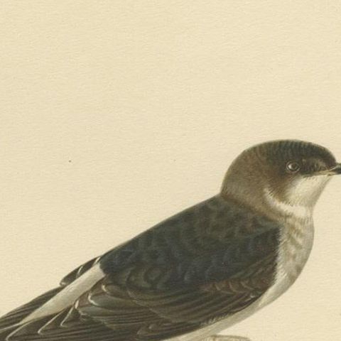 Antique Decorative Bird Print of the Common House Martin, 1927, close-up 1