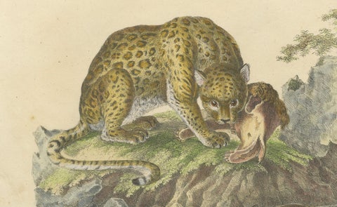 Antique Jaguar & Cougar Lithograph by Karl Joseph Brodtmann, 1816, close-up 2