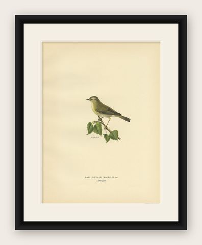 Antique Bird Print of the Willow Warbler by Von Wright, 1927, shown framed