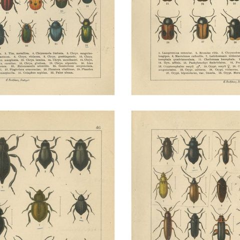 Decorative Antique Beetle Prints, Vibrant Chromolithograph Set of 8, Calwer 1893, close-up 2
