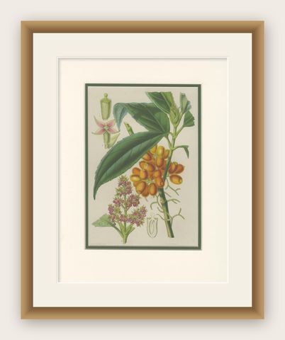 Antique Botany Print of the Aucuba Himalaica by Stroobant, 1859, shown framed