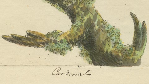 Red-Crested Cardinal - Antique Hand-Colored Print with William Hayes Sign, 1780, close-up 2
