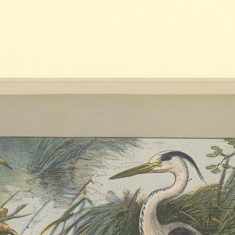 Antique Bird Print of a Grey Heron, close-up 1