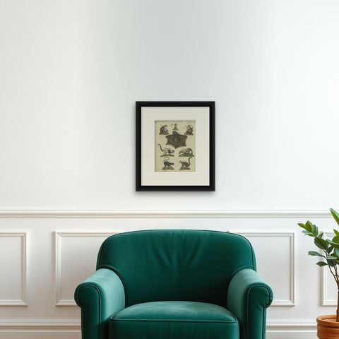Antique Animal Print of Lemur Species by Bertuch, circa 1800, shown framed on a wall