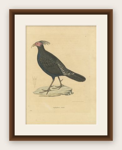 Hand-Colored Engraving of a Himalayan Monal, Exotic Ornithological Print, 1808, shown framed