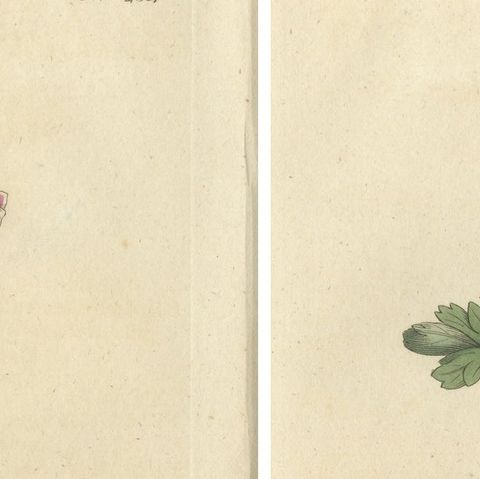 Set of 2 Antique Botany Prints - Solid Rooted and Hollow Rooted Fumitory, close-up 1